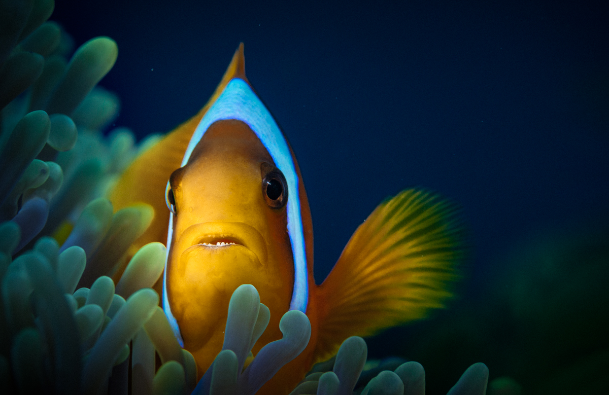 Clownfish