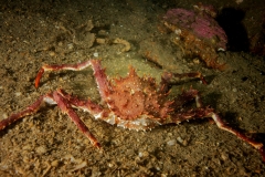 Krab (Crab)