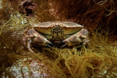 Krab (Crab)